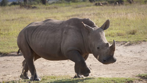 tours and safaris